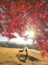 11月日本紅葉黃金期：避開人潮的小眾路線推薦