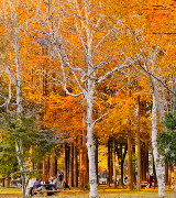 25韓國南怡島全攻略：從《冬季戀歌》童話世界到冒險之旅