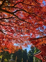 京都 11.15｜比叡山紅葉觀測圖直出