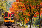 錯過等一年❗️京都嵐山絕美楓葉電車🍁