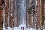長野冬季自由行｜雪中神社、泡湯雪猴，童話感拉滿！