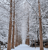 冬季限定・韓國南怡島童話仙境全攻略：高空飛索×渡輪夢幻體驗