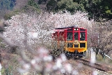 岚山小火车樱花季｜春季车票热卖中