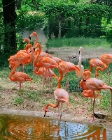深圳親子遊必去｜野生動物園避坑指南👨‍👩‍👧‍👦（附高清地圖）