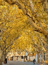 上海秋日限定浪漫！4 條梧桐 citywalk 路線，拍滿氛圍感大片🍂