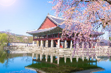 【2026韓國春季賞櫻攻略】首爾七大熱門勝地完整指南
