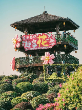 打卡160畝簕杜鵑花海！惠州千花洲第三屆花展來襲