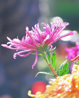 廣州拍照好去處|文化公園的賞菊展🌼