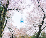 26年韩国追樱全攻略：4000 元解锁三国度的樱花浪漫