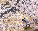 2026首爾追櫻全攻略：在粉雪花海中邂逅韓式浪漫