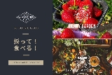栃木冬季一日遊｜雪屋祭+草莓吃到飽實測！3個必知亮點避坑💡