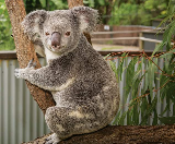 凱恩斯庫蘭達樹熊花園｜樹熊控必沖！實測避坑+動物全攻略🐨