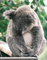 悉尼 Taronga Zoo｜歡迎來到動物世界