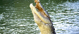 達爾文半日遊｜親眼見鱷魚躍水衝食！北領地野性體驗超震撼✨