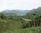 臺北茶旅實測！貓空纜車+坪林茶莊一日遊超讚體驗✨