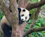 北北基卡實玩日記！貓空纜車+動物園超讚體驗💖