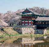 請收下這份釜山看海賞櫻全攻略！美過首爾