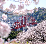 韓國釜山賞櫻全攻略｜七大櫻花秘境與慶典，追逐春季限定的粉色浪漫