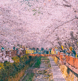 【最美釜山櫻花季】韓國人必打卡的Top1賞櫻聖地！鎮海櫻花節全攻略