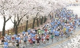 浪漫櫻花賽道，2026年慶州櫻花馬拉松報名開始啦！