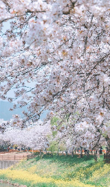 2026韓國賞櫻終極指南｜十大必去景點地址+玩法