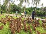 芽莊猴島實測｜1500隻猴子陪玩！3個避坑點別踩雷✨