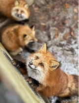 日本山形2日遊超讚！藏王狐貍村+銀山溫泉實測分享🐾