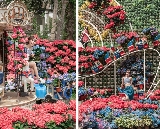 苗栗花露農場超抵！門票折100+花海拍不停📸