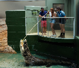 達爾文巨鱷餵食｜預訂前必看！3個選品重點+玩後總結超實用🤩