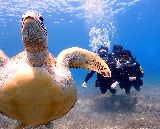 小琉球潛水實測！跟綠蠵龜同遊超讚體驗分享🐢