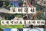深圳親子遊攻略 帶娃不踩雷好去處