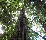 黃金海岸螢火蟲實測！日語導覽避坑指南✨