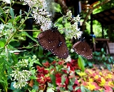 苗栗卓也小屋實測｜森林童話村！落羽松+藍染DIY超讚✨