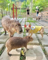 苗栗哈比丘茶樹森林總結避坑！3個必知貼士+體驗心得✨