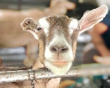 宜蘭宜農牧場｜門票攻略：萌寵互動+羊奶美食+親子行程規劃