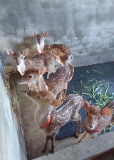 桃園山腳鹿場實測｜親子互動超抵玩！雨天都能零距離餵小鹿🦌