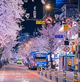 2026韓國櫻花預測🗓️收藏這一篇就夠了