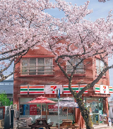 2026韓國櫻花季全攻略：濟州島20大人氣賞櫻地深度解析