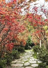 臺北陽明山福田園實測！繩索吊橋+楓紅隧道超讚✨避坑看這篇