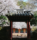 2026首爾賞櫻全攻略：五大秘境與經典路線完整解析