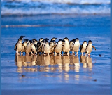 墨爾本菲利普島｜深度漫遊兩日全攻略：與野生動物的近距離邂逅