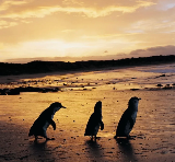 墨爾本周邊一日遊｜晴空下的菲利普島，邂逅南半球生態權威之旅