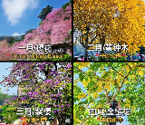 2026清邁賞花月歷收藏！1-6月追花指南，邂逅半年花期浪漫