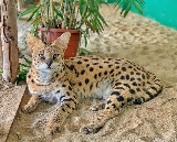 臺南頑皮世界實測｜水豚君互動+藪貓獨家看點全收錄🤩