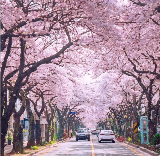 2026韓國櫻花預測🗓️收藏這一篇就夠了