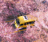 🌸2026韓國賞櫻｜按城市分！景點特色一鍵get