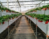 苗栗吉軒農場採草莓｜無毒吃到飽？實測避坑+一日遊規劃✨