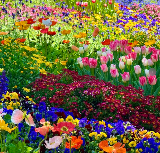 2026廣州1月賞花地圖