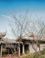 惠州2026春節賞梅5大絕佳去處｜超全攻略