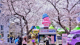 ​2026年韓國鎮海櫻花節 鎮海軍港節 日與夜櫻遊